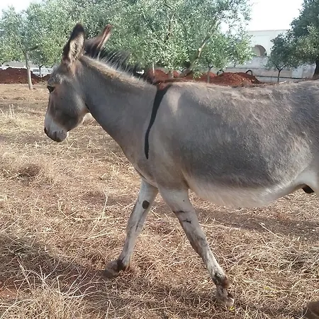 Costalta Appartamento