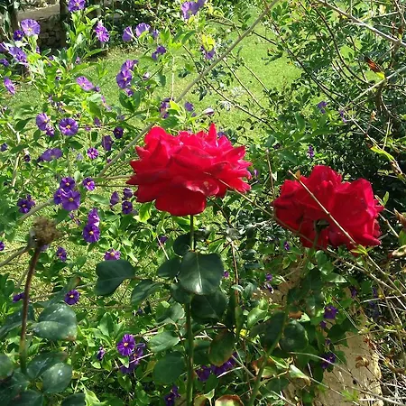 Costalta Pezze Di Greco