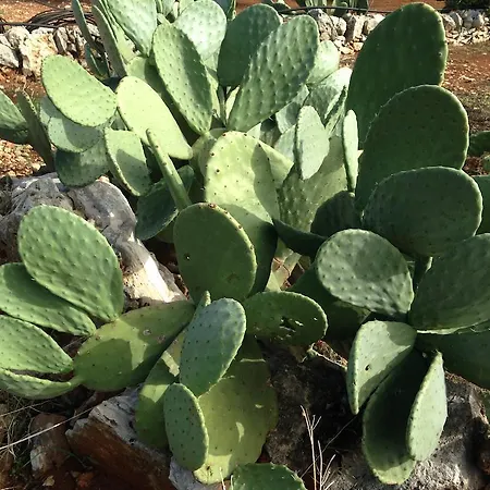 Apartment Costalta *